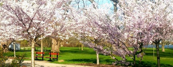 Toronto Island cherry trees